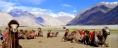 Sundune Camel Ride - Hunder, Nubra